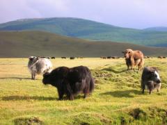 MGL 05 037 Countryside_yak