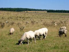 UK 05 115 02 1_country