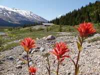 indian paintbrush