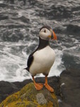 Isle of May_Puffin