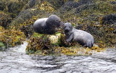 Isle of Skye_Seals