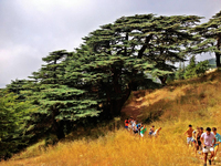 cedars