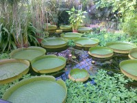 Botanic_garden