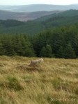 Wicklow_Mountains