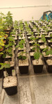 Plant_trial