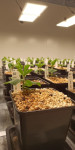 Plant_trial4