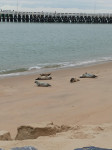 Seals_at_Ostende