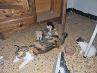 10_Micka_with_her_babies