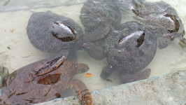 IMG-20260720-WA0017